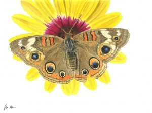 A brown butterfly on a yellow flower with a pink center.