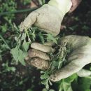 Image of hands wearing gardening gloves and cradling a baby plant