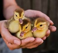 someone holding three ducklings